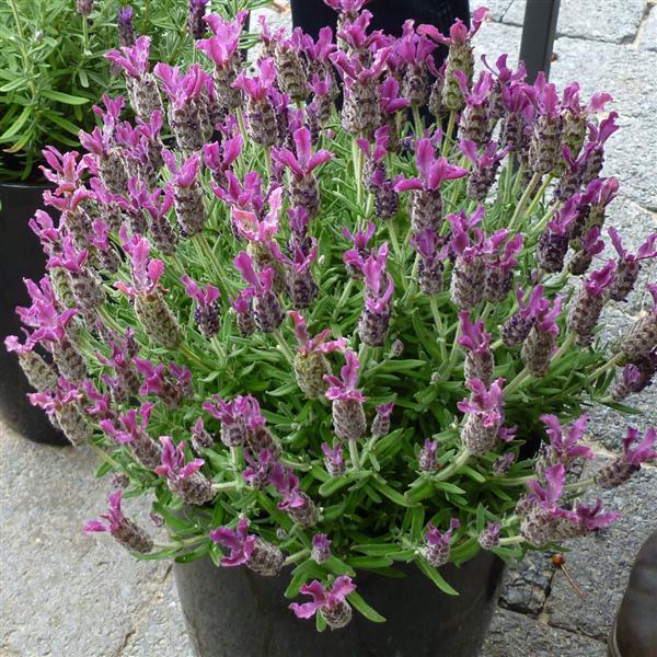 Lavandula stoechas Anouk Deep Rose - Container