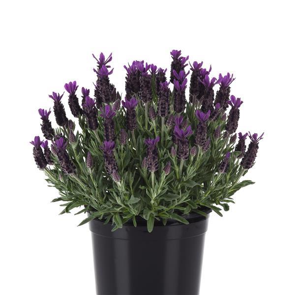 Lavandula stoechas Anouk Purple Flare - Container