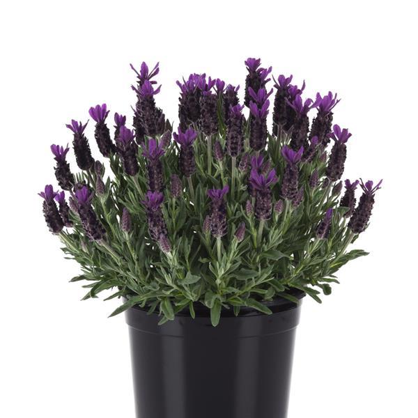 Lavandula stoechas Anouk Twilight Sky - Container