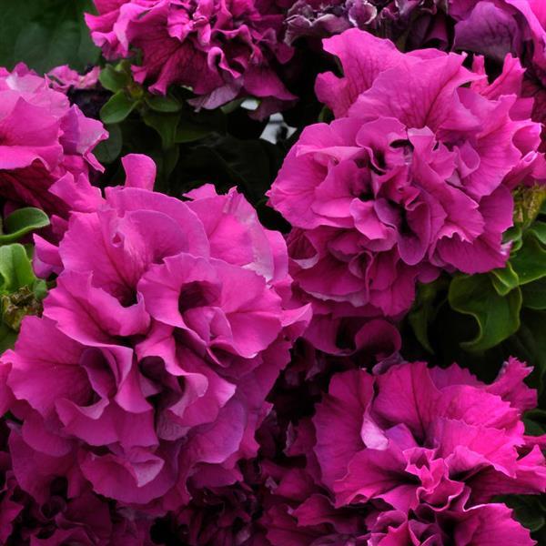 Double Cascade Burgundy Double Petunia - Bloom