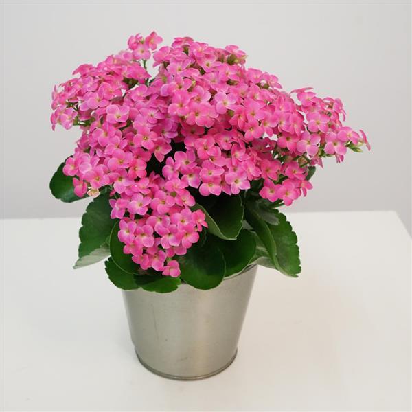 Mandala® Pink Kalanchoe - Container