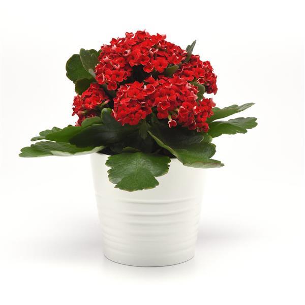 Mandala® Red Kalanchoe - Container