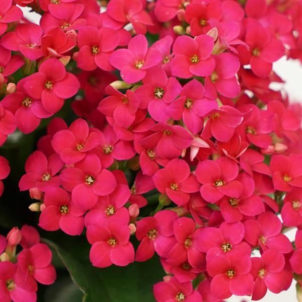 Mandala® Rose Kalanchoe - Bloom