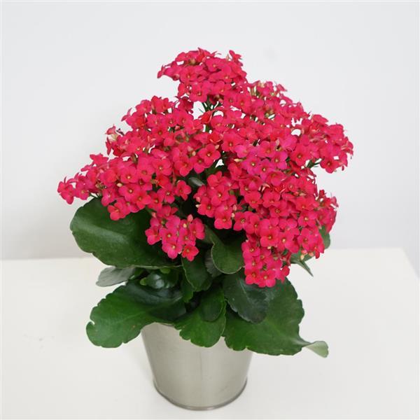 Mandala® Rose Kalanchoe - Container