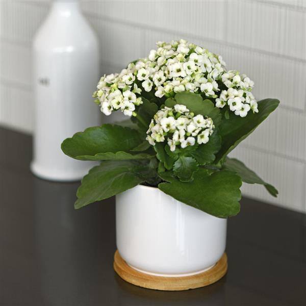 Mandala® White Kalanchoe - Container