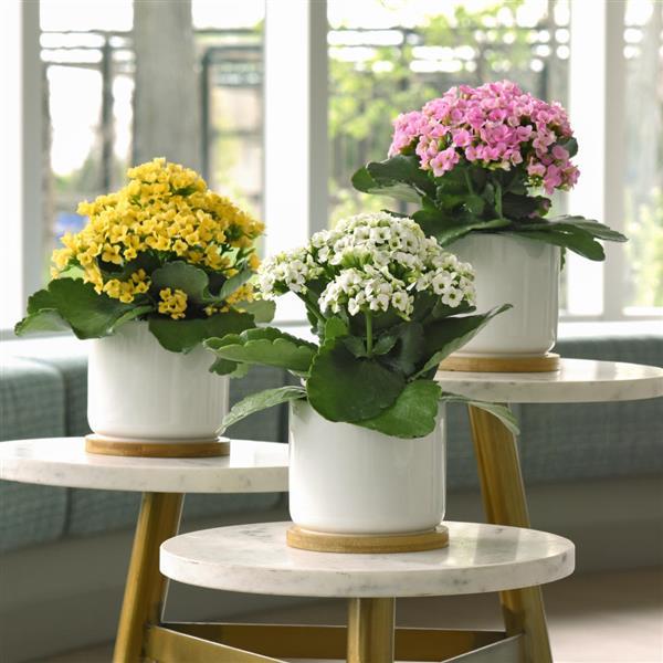 Mandala® White Kalanchoe - Displays