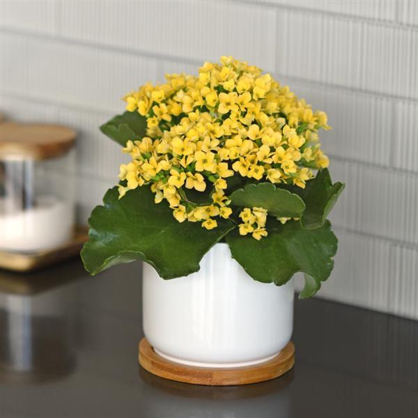 Mandala® Yellow Kalanchoe - Container