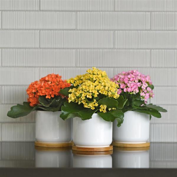 Mandala® Yellow Kalanchoe - Displays