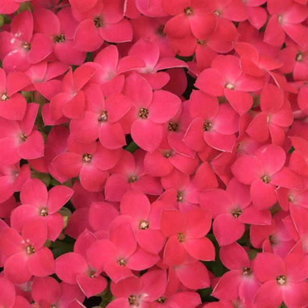 Mandala® Neon Pink Kalanchoe - Bloom