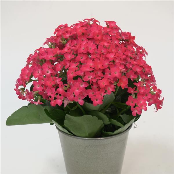 Mandala® Neon Pink Kalanchoe - Container