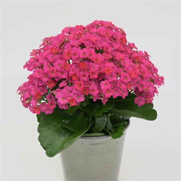 Mandala® Deep Pink Kalanchoe - Container