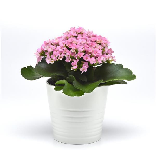 Mandala® Light Pink Kalanchoe - Container