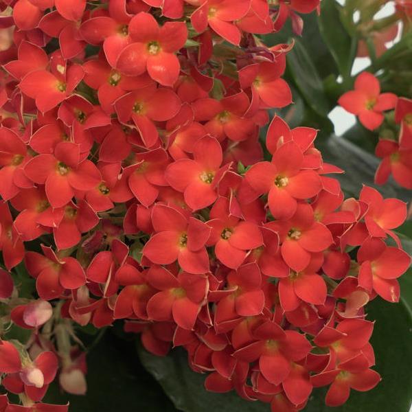 Mandala® Bright Orange 25 Kalanchoe - Bloom