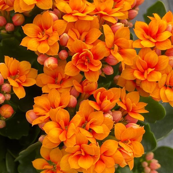 Mandala® Double Apricot+Eye Kalanchoe - Bloom