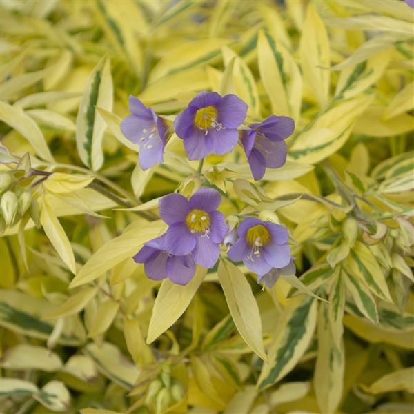 Polemonium pulcherrimum Golden Feathers - Bloom