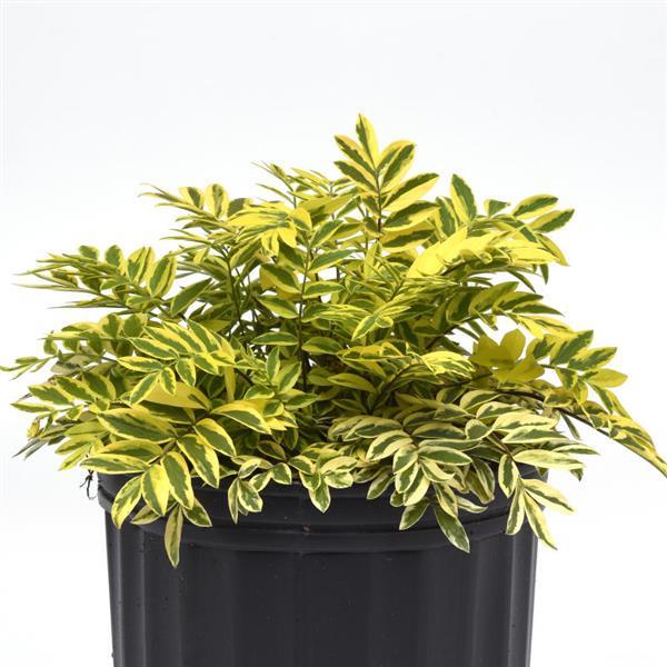 Polemonium pulcherrimum Golden Feathers - Container