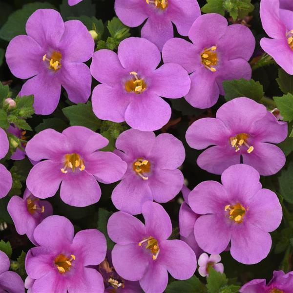 Big Falls™ Dark Pink Bacopa - Bloom