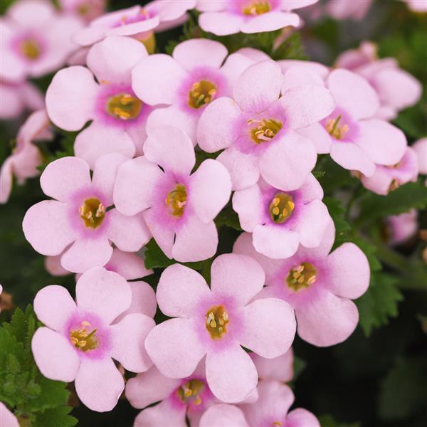 Big Falls™ Pink+Rose Eye Bacopa - Bloom