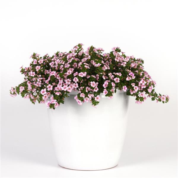 Big Falls™ Pink+Rose Eye Bacopa - Container