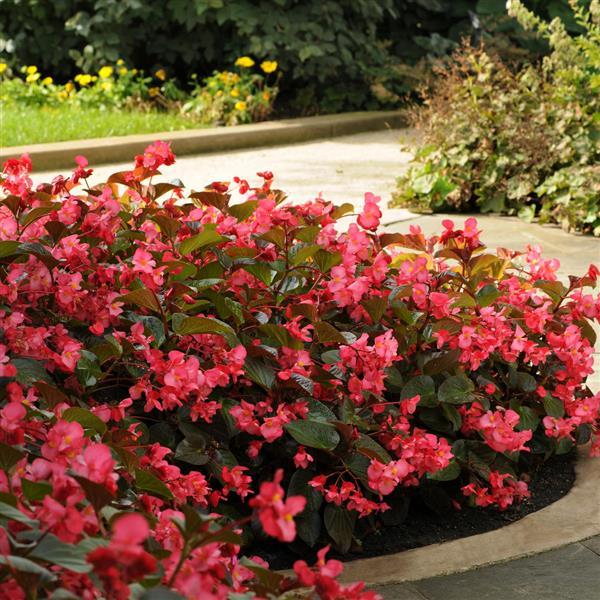 Whopper® Rose With Bronze Leaf Begonia - Landscape