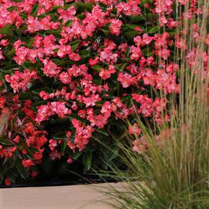 Whopper® Rose With Green Leaf Begonia - Landscape