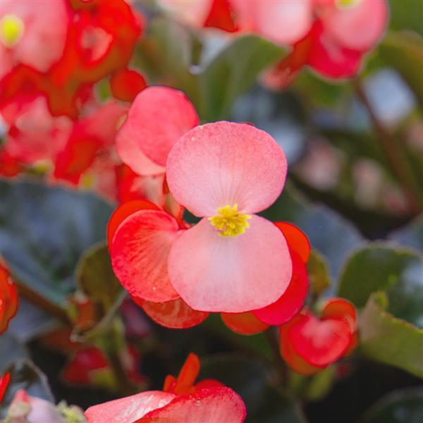 Whopper® Salmon With Bronze leaf Begonia - Bloom