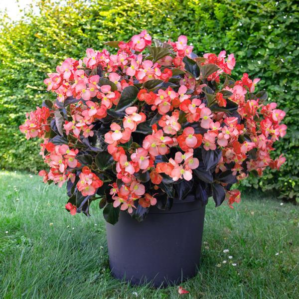 Whopper® Salmon With Bronze leaf Begonia - Container