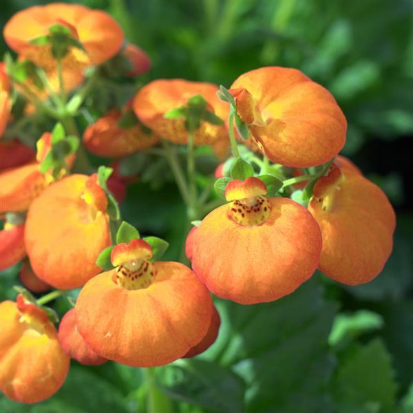 Calynopsis™ Orange Calceolaria - Bloom