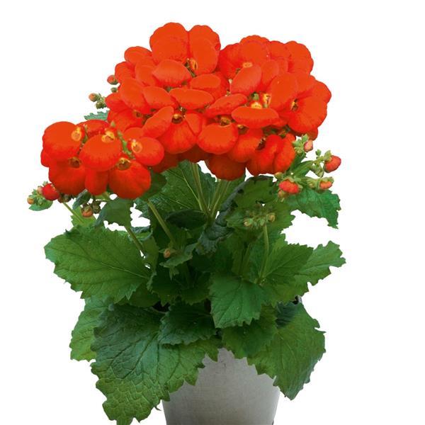 Calynopsis™ Orange Calceolaria - Container