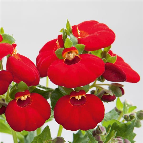 Calynopsis™ Red Calceolaria - Bloom