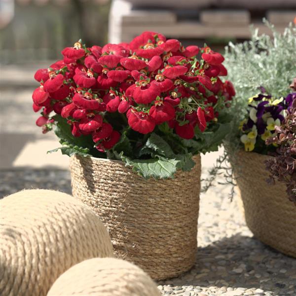 Calynopsis™ Red Calceolaria - Container