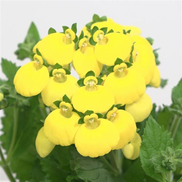 Calynopsis™ Yellow Calceolaria - Bloom