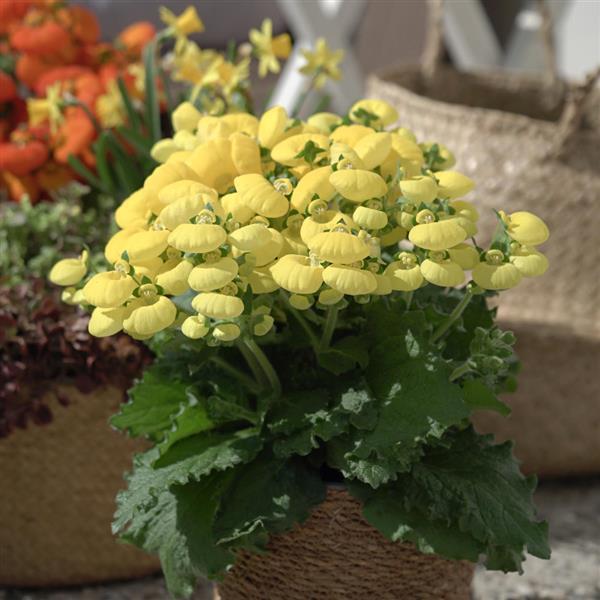 Calynopsis™ Yellow Calceolaria - Container