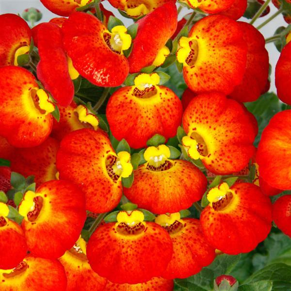 Calynopsis™ Red+Yellow Eye Calceolaria - Bloom