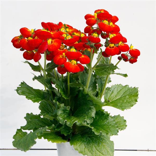 Calynopsis™ Red+Yellow Eye Calceolaria - Container