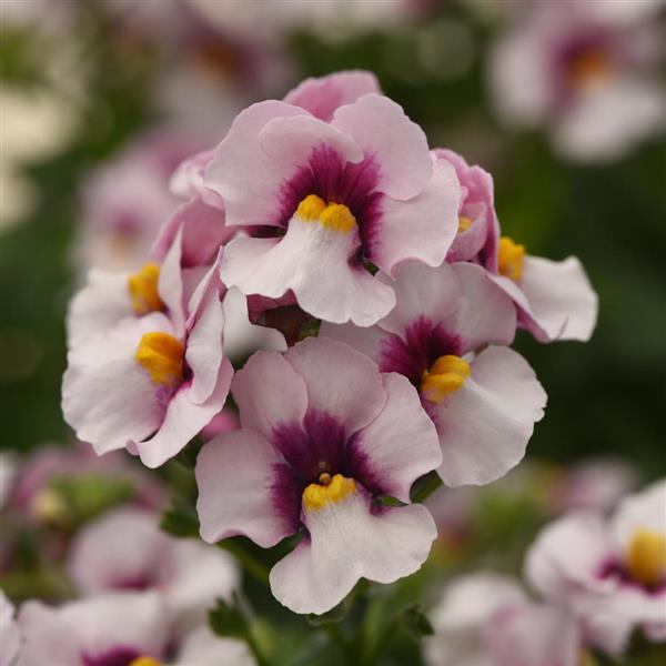 Whimsy™ Appleblossom Nemesia - Bloom