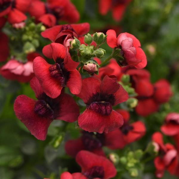 Whimsy™ Red Nemesia - Bloom