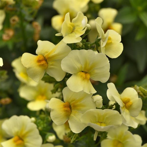 Whimsy™ Yellow Nemesia - Bloom