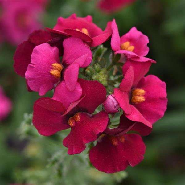 Whimsy™ Deep Rose Nemesia - Bloom