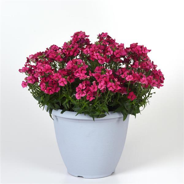 Whimsy™ Deep Rose Nemesia - Container