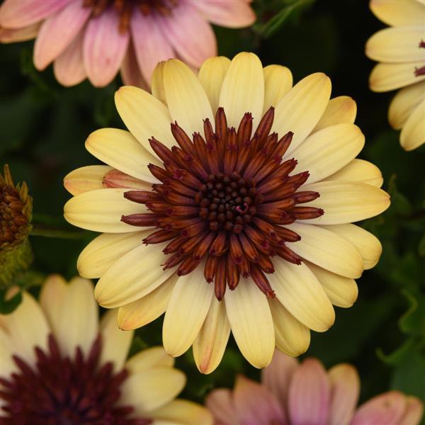 4D™ Harvest Moon Osteospermum - Bloom