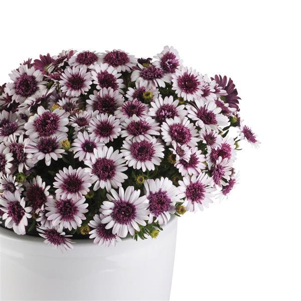 4D™ Berry White Osteospermum - Container