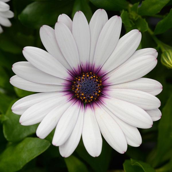 Daisy Falls™ White Amethyst Osteospermum - Bloom