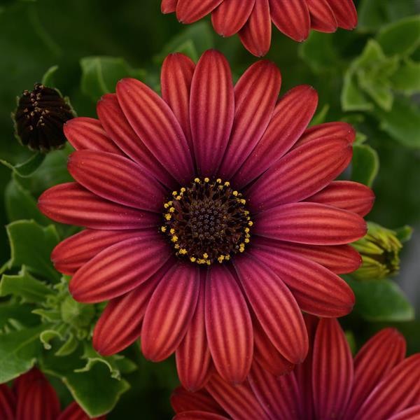 Zion™ Red Osteospermum - Bloom