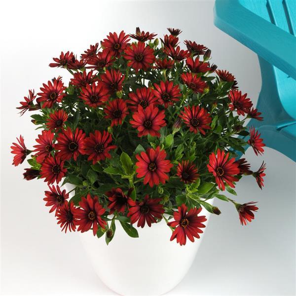 Zion™ Red Osteospermum - Container