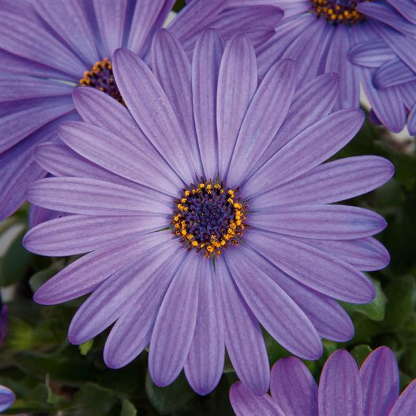 Zion™ Blue Denim Osteospermum - Bloom