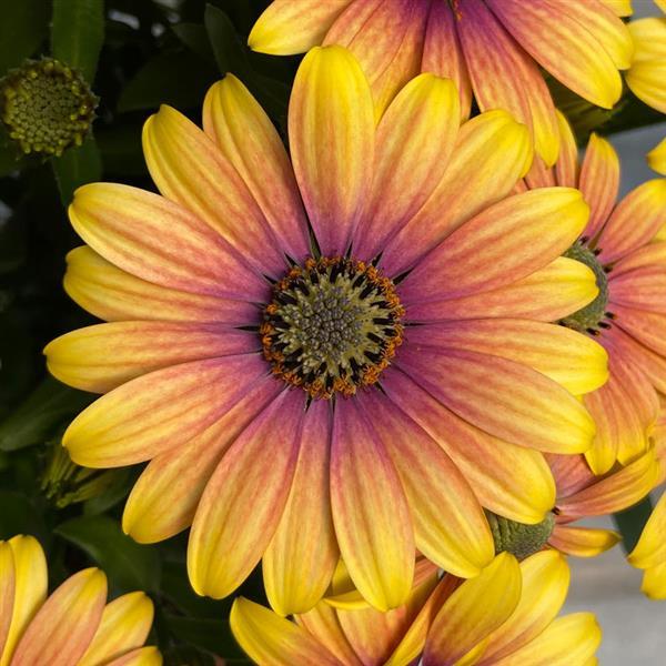 Zion™ Apricot Sun Osteospermum - Bloom