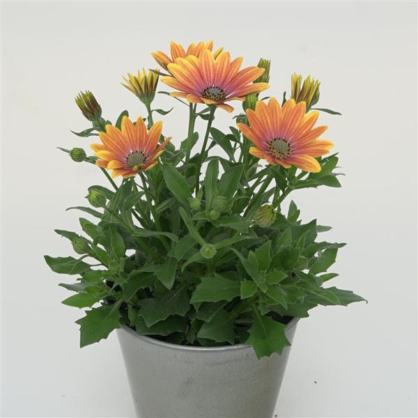 Zion™ Apricot Sun Osteospermum - Container