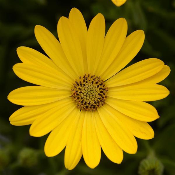 Zion™ Pure Yellow Osteospermum - Bloom