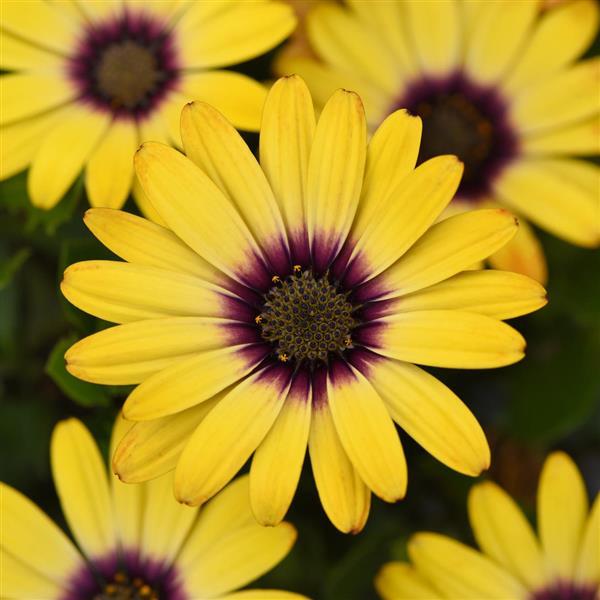 Zion™ Morning Sun Osteospermum - Bloom